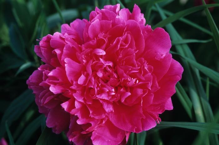 Paeonia lactiflora Felix Supreme