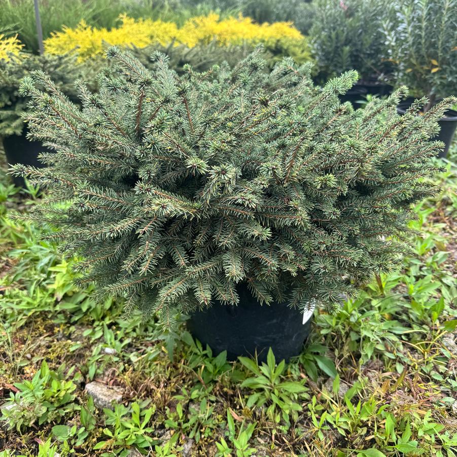 Picea abies 'Nidiformis' - Bird's Nest Spruce from Kaknes Landscape Acer