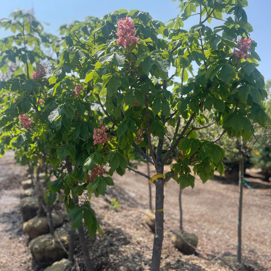 Aesculus x carnea 'Ft. McNair' - Red Horsechestnut from Kaknes Landscape Acer