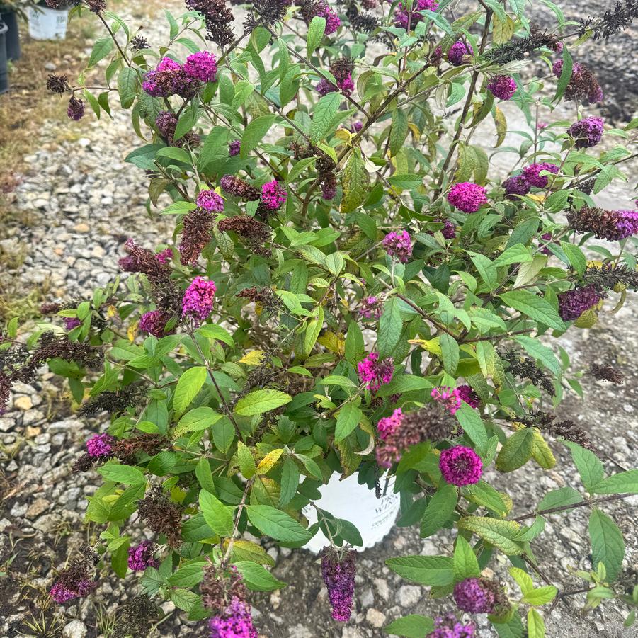 Buddleia 'Miss Ruby' - Butterfly Bush from Kaknes Landscape Acer