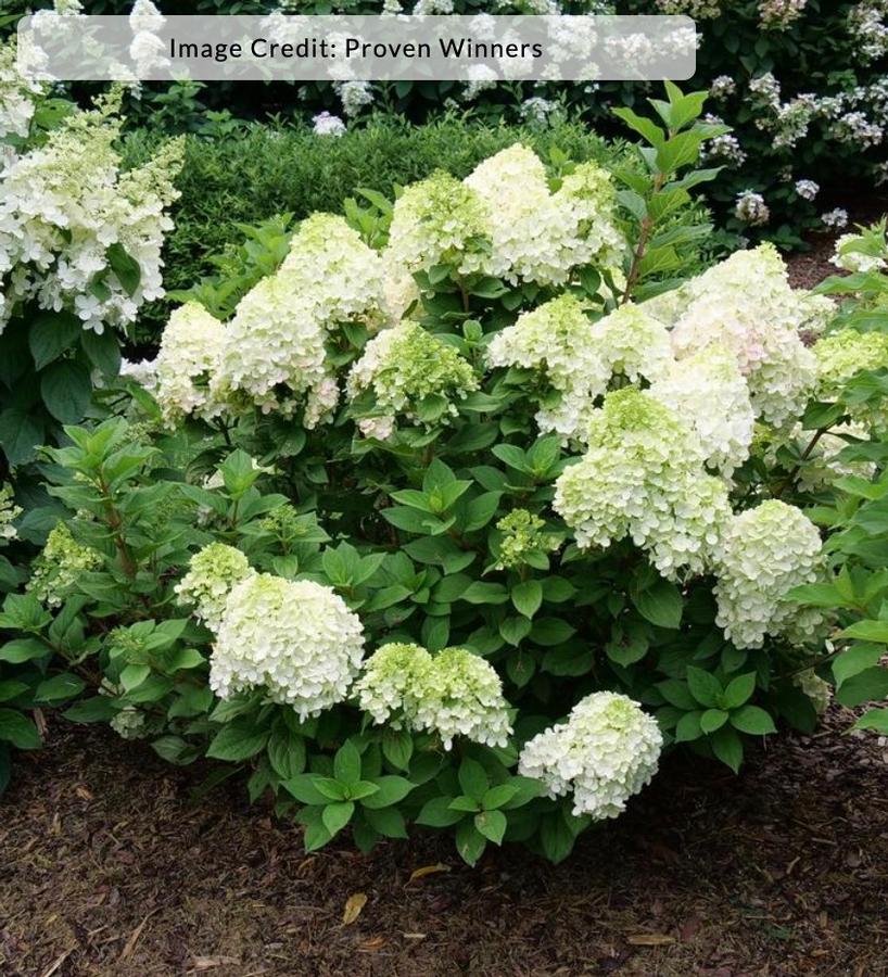 Hydrangea paniculata 'Little Lime Punch™' - Panicle Hydrangea from Kaknes Landscape Acer
