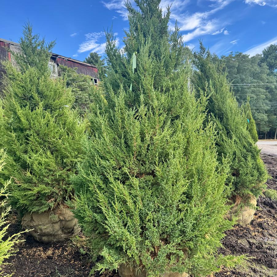 Juniperus chinensis 'Mountbatten' - Juniper from Kaknes Landscape Acer