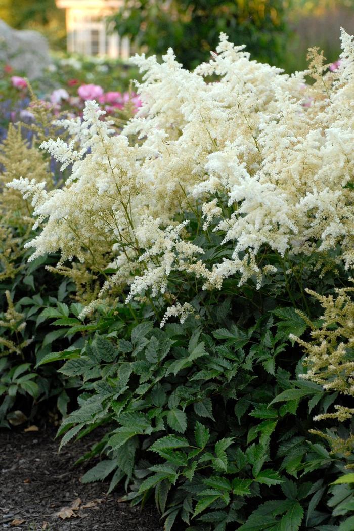 Astilbe rhizomatous Deutschland