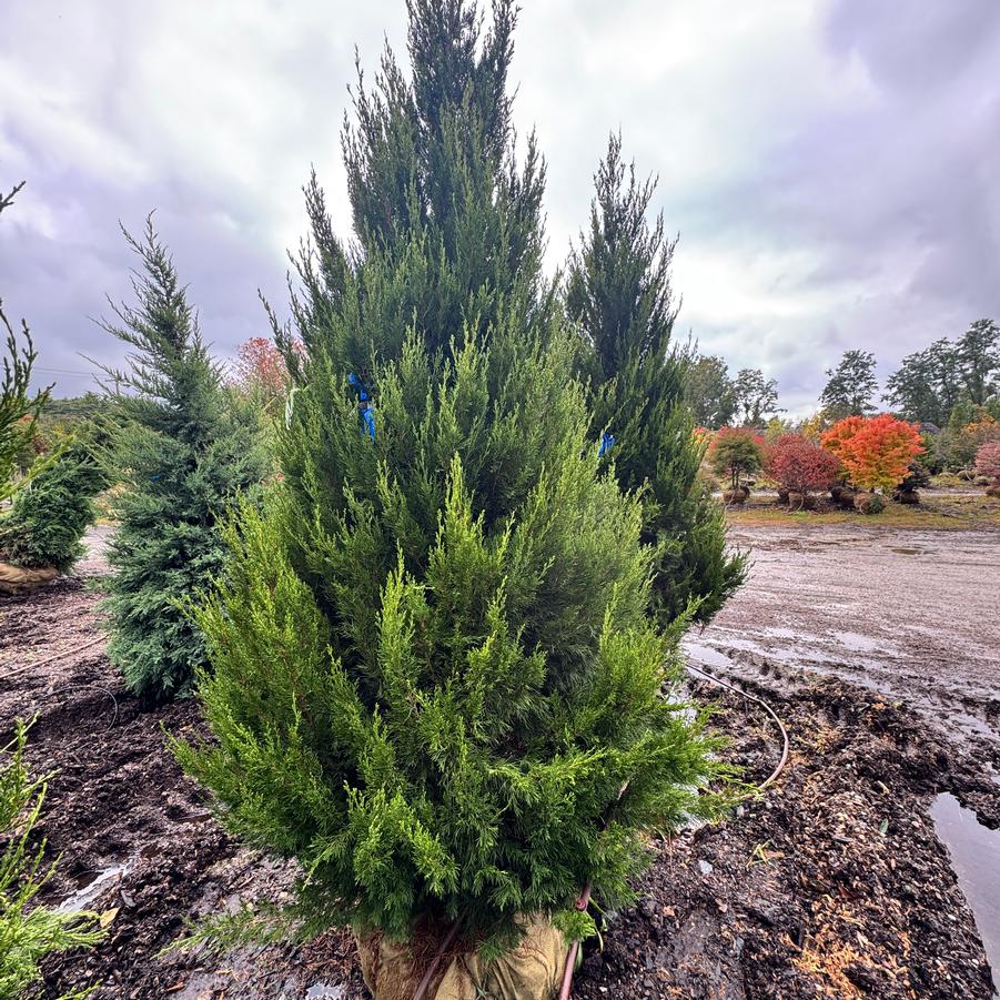 Juniperus chinensis 'Spartan' - Juniper from Kaknes Landscape Acer