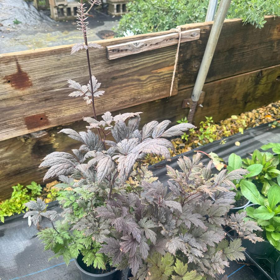 Actaea simplex 'Brunette' - Bugbane from Kaknes Landscape Acer