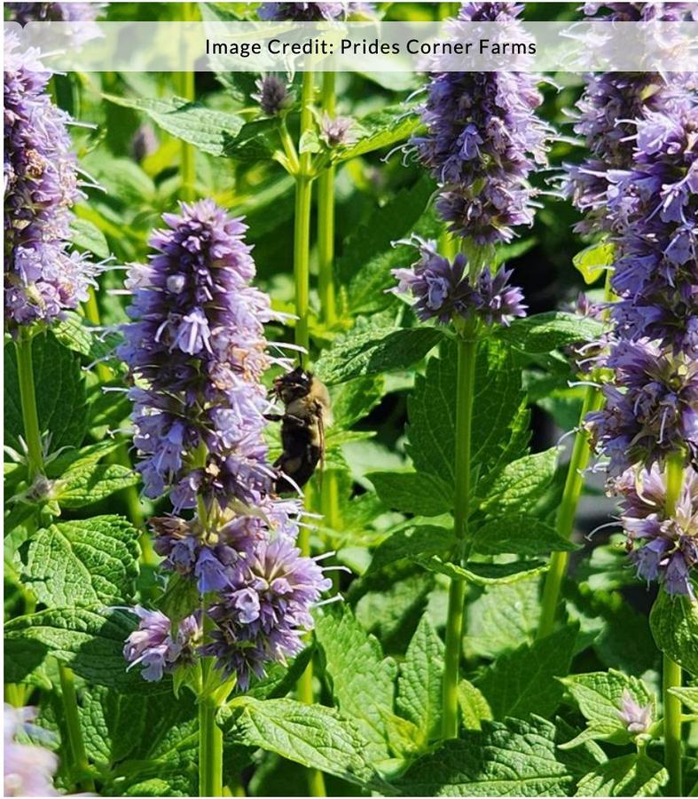 Agastache 'Blue Fortune' - Hummingbird Mint from Kaknes Landscape Acer
