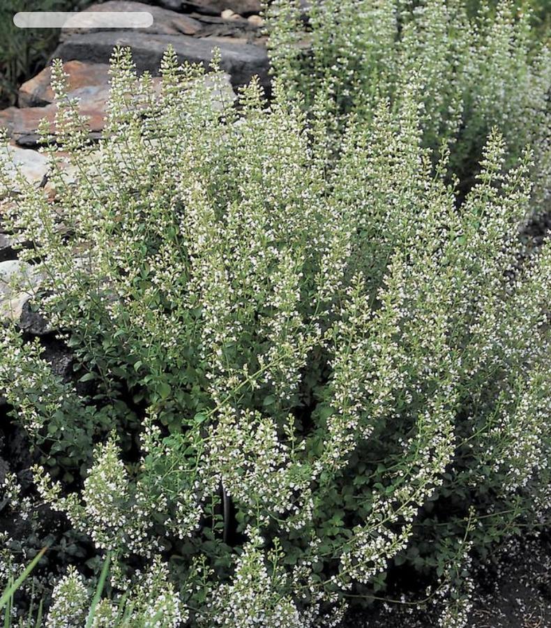 Calamintha nepeta - Calamint from Kaknes Landscape Acer