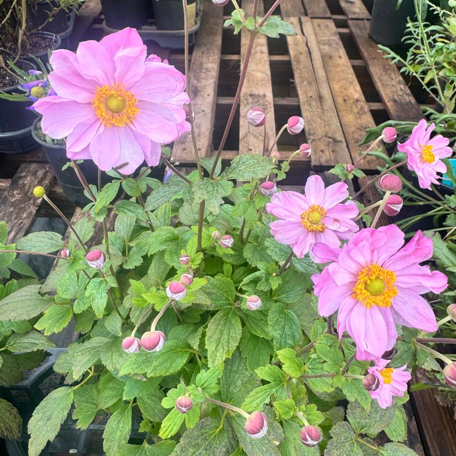 Anemone Fantasy™ 'Pocahontas' - Japanese Anemone from Kaknes Landscape Acer