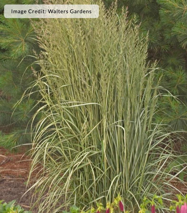 Calamagrostis acutiflora 'Avalanche' - Feather Reed Grass from Kaknes Landscape Acer