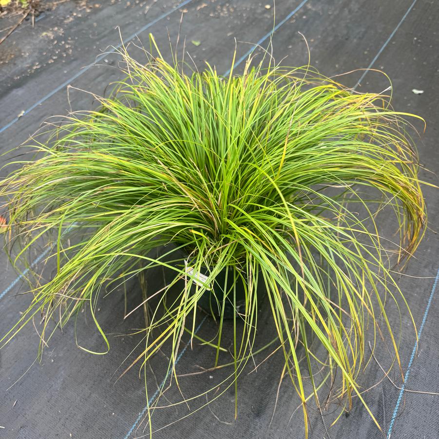 Carex pensylvanica - Pennsylvania Sedge from Kaknes Landscape Acer