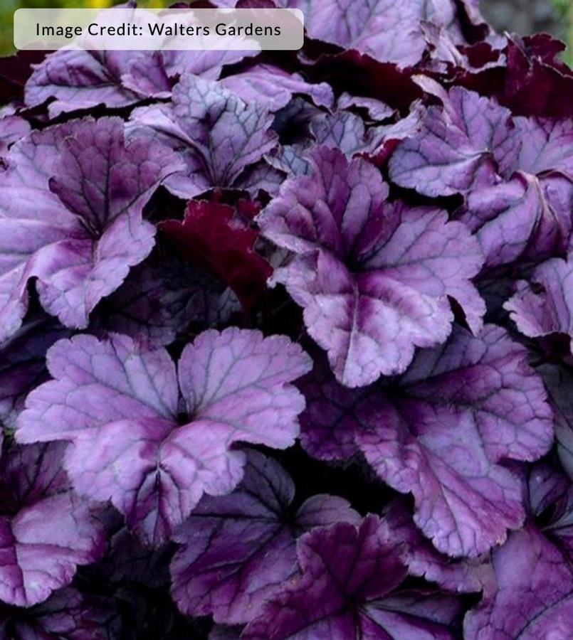 Heuchera DolceÂ® 'Wildberry' - Coral Bells from Kaknes Landscape Acer