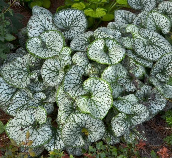 Brunnera macrophylla Jack Frost