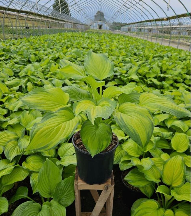 Hosta 'Guacamole' - Hosta from Kaknes Landscape Acer