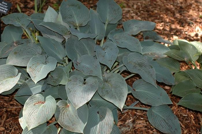 Hosta Halcyon