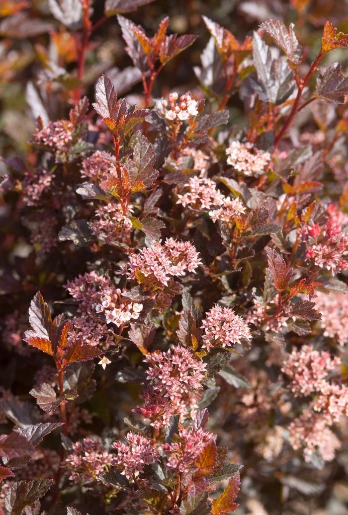 Physocarpus opulifolius Little Devil&trade;