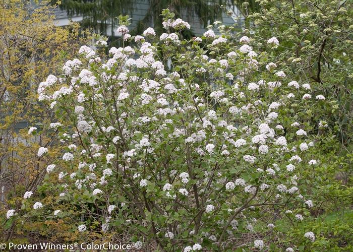 Viburnum carlesii Spice Girl&reg;