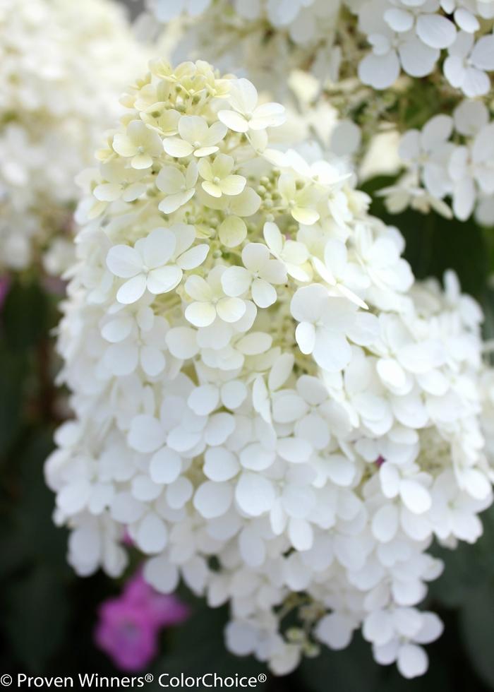 Hydrangea paniculata Bobo&reg;