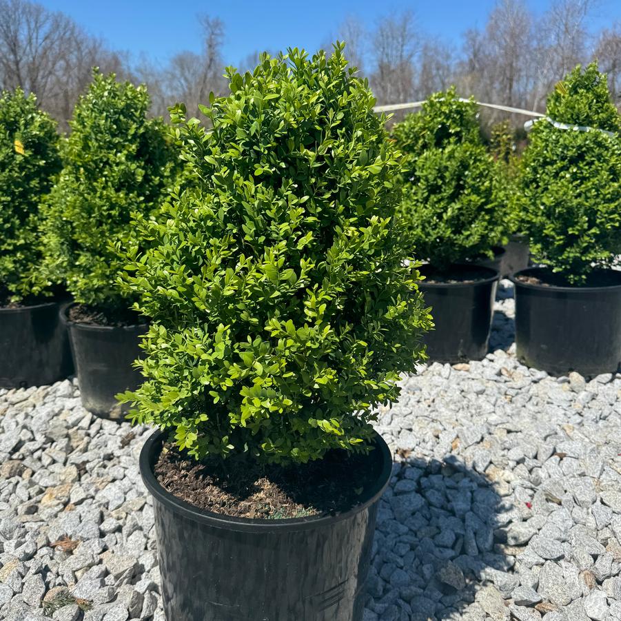 Buxus 'Green Mountain' - Boxwood from Kaknes Landscape Acer