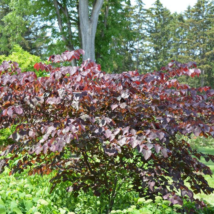 Cercis canadensis Forest Pansy