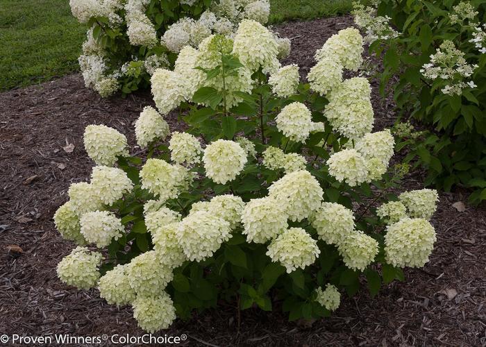 Hydrangea paniculata Little Lime&reg;
