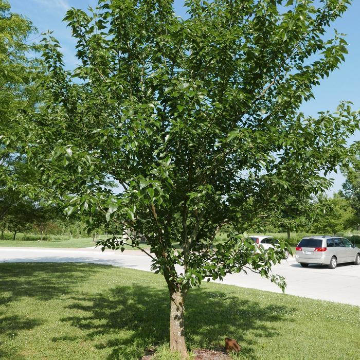 Gleditsia triacanthos var. inermis Skyline&reg;