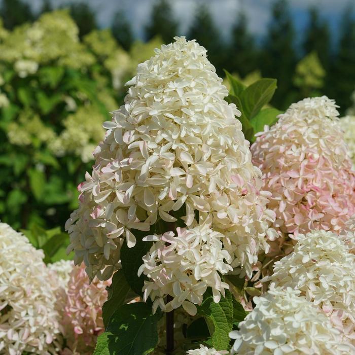 Hydrangea paniculata Quick Fire Fab&reg;