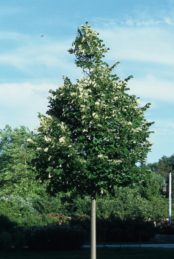 Tilia cordata 