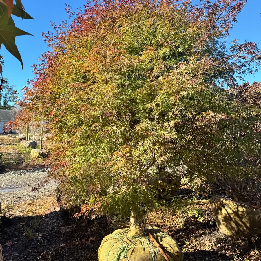 Acer palmatum var. dissectum 'Seiryu (Green Dragon)' - Japanese Maple from Kaknes Landscape Acer