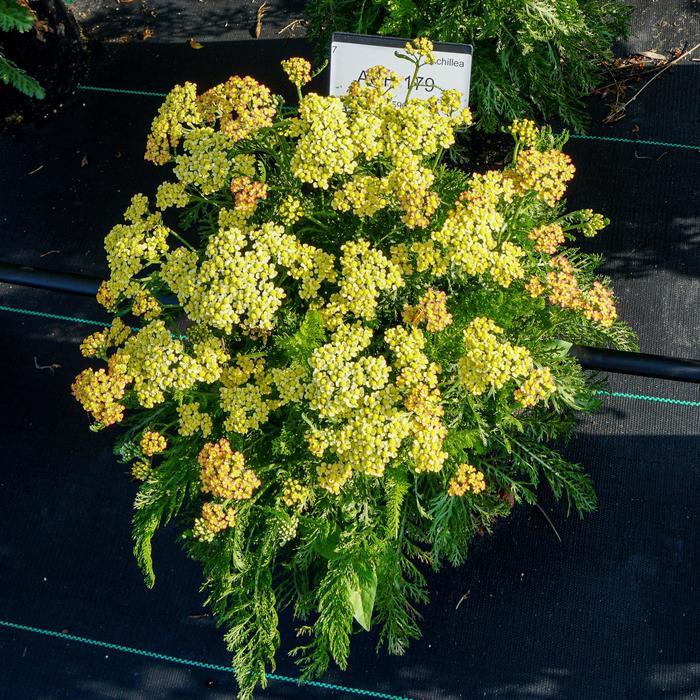 Achillea millefolium Milly Rock&trade; Yellow