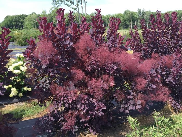 Cotinus coggygria Winecraft Black&reg;