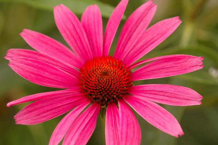 Echinacea purpurea Ruby Star (Rubinstern)