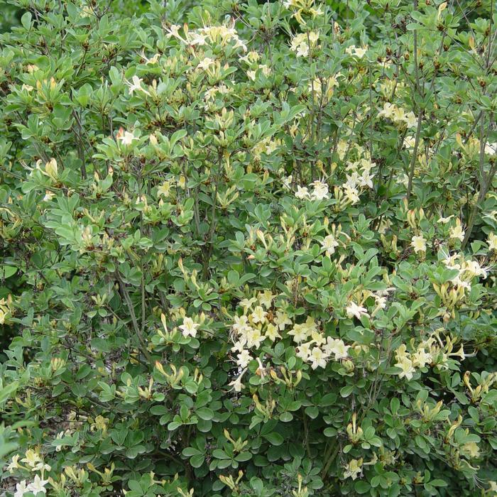 Azalea Weston's Lemon Drop
