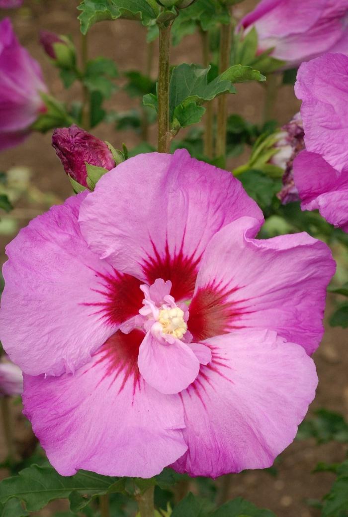 Hibiscus syriacus First Editions&reg; Tahiti&trade;