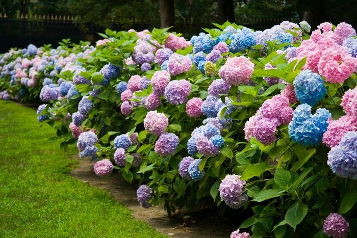 Hydrangea macrophylla Endless Summer The Original