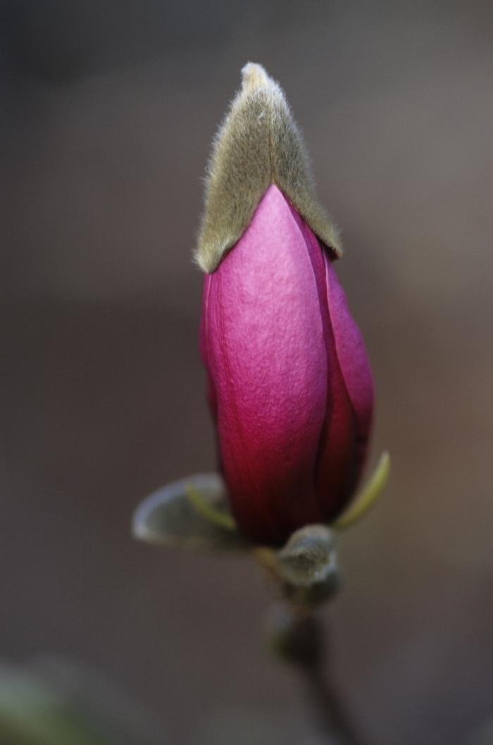 Magnolia Little Girl Ricki