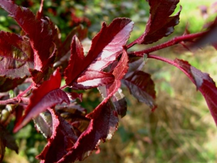 Malus Royal Raindrops&reg;