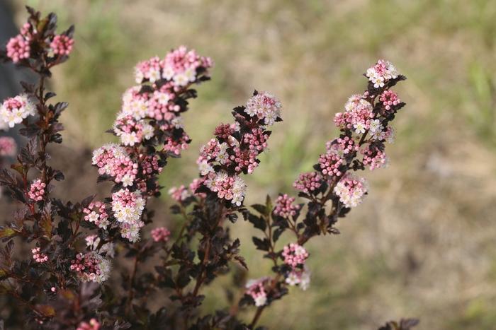 Physocarpus opulifolius Tiny Wine&reg; 