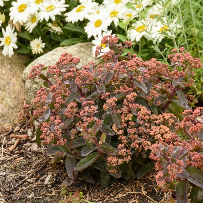 Sedum Rock 'N Grow&reg; Tiramisu