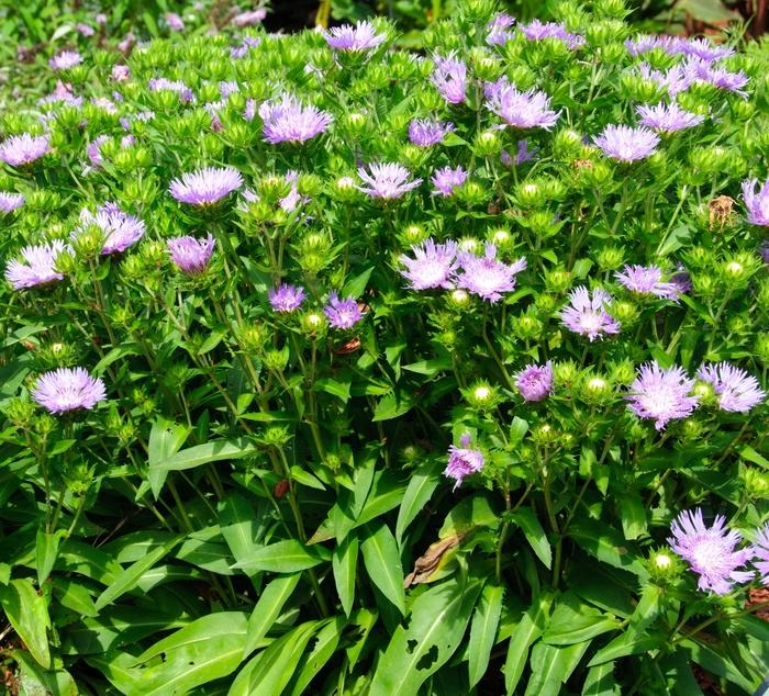 Stokesia laevis Mel's Blue