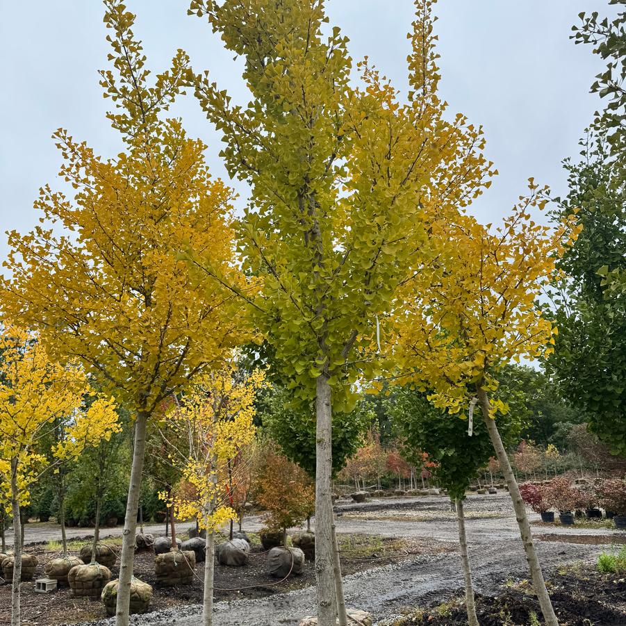 Ginkgo biloba 'Autumn Gold' - Ginkgo from Kaknes Landscape Acer