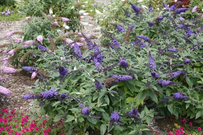 Buddleia Pugster Blue&reg;