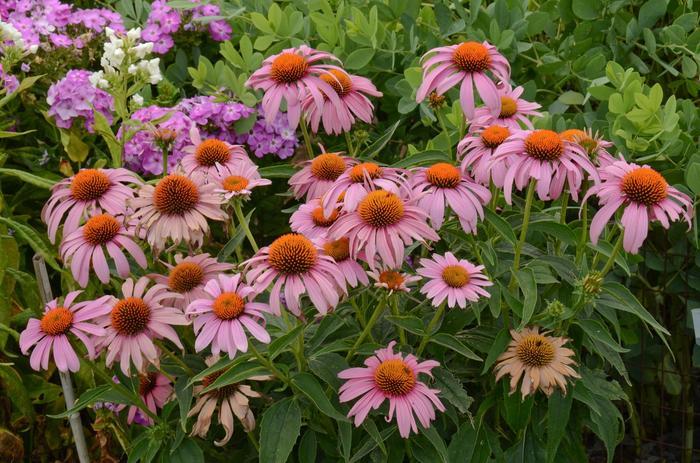 Echinacea purpurea Prairie Splendor
