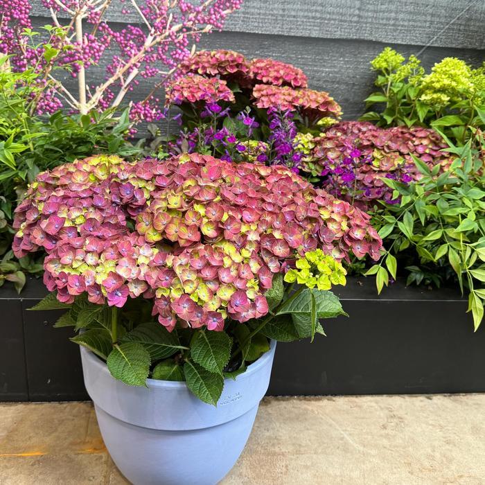 Hydrangea macrophylla Magical&reg; Greenfire&trade;