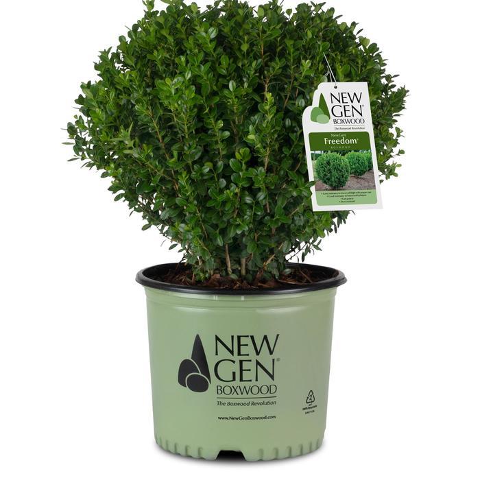 Buxus NewGen Freedom&reg;