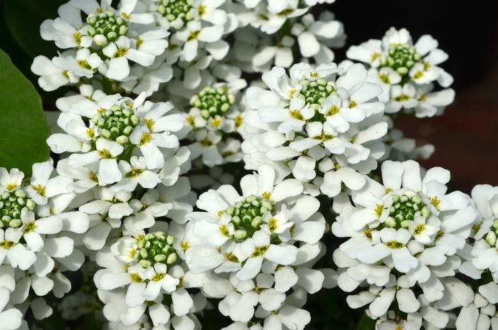 Iberis sempervirens Snowsurfer&trade; Forte 