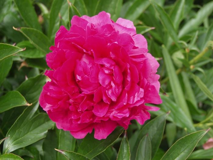Paeonia lactiflora Felix Supreme