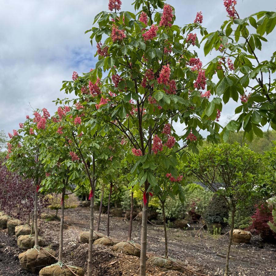 Aesculus x carnea 'Ft. McNair' - Red Horsechestnut from Kaknes Landscape Acer
