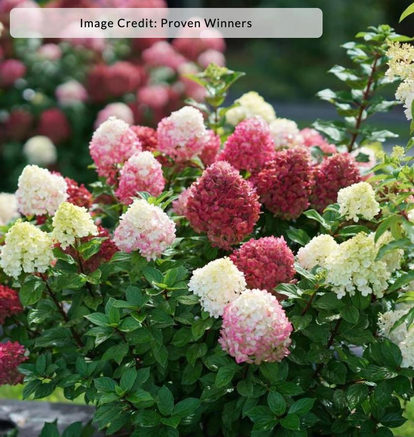 Hydrangea paniculata 'Little Lime Punch™' - Panicle Hydrangea from Kaknes Landscape Acer