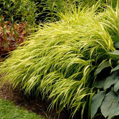 Hakonechloa macra All Gold