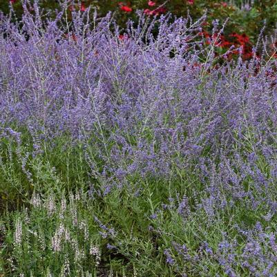 Perovskia atriplicifolia Crazy Blue